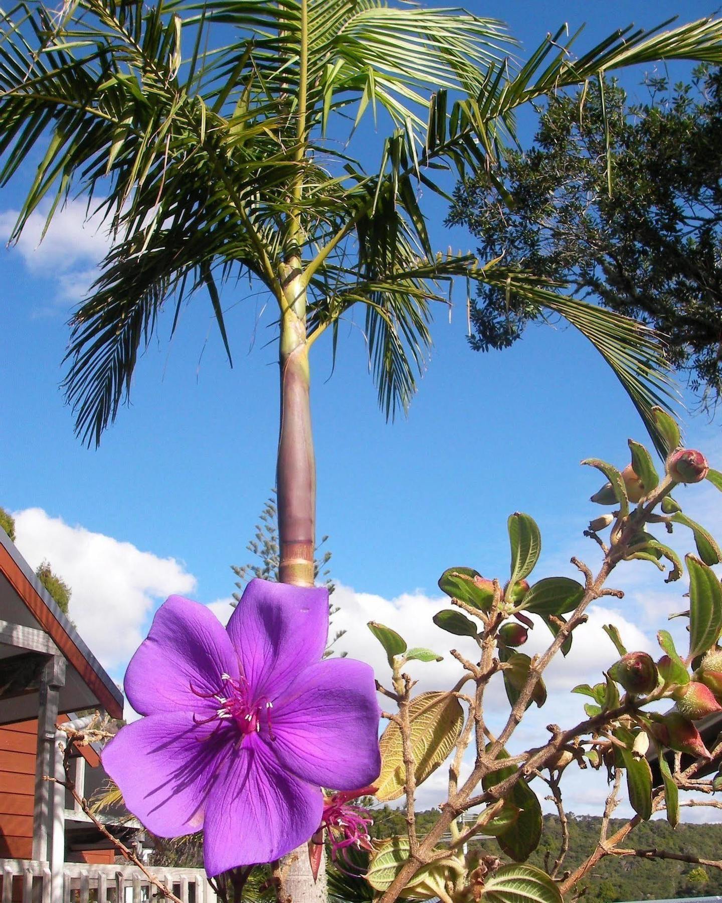 Bay Cabinz Motel Paihia Dış mekan fotoğraf